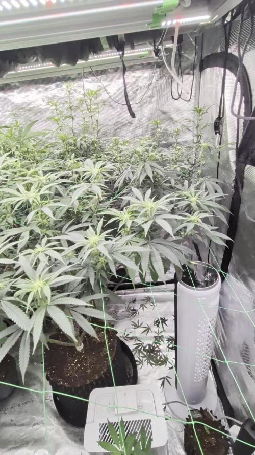 Mac1 F1 Hybrid