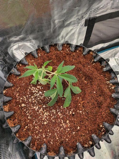 MAC1 F1 HYBRID clones part 2. Week 1