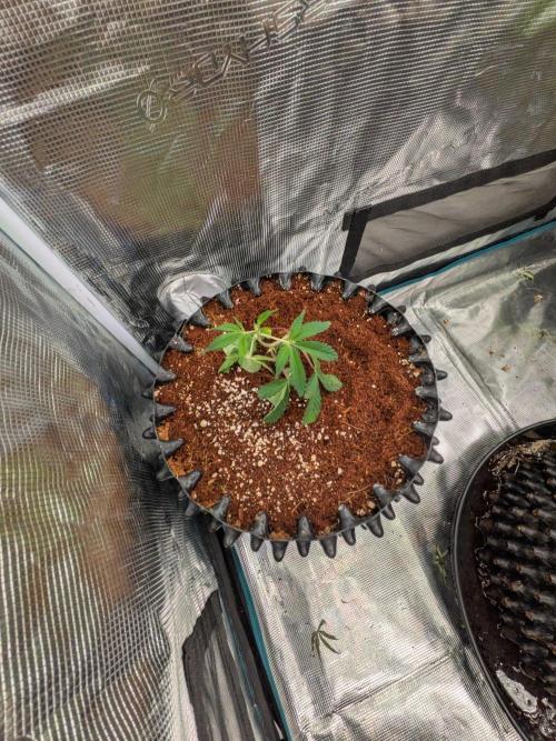 MAC1 F1 HYBRID clones part 2. Week 1