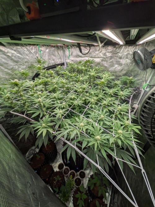 MAC1 F1 HYBRID clones part 2. Week 1