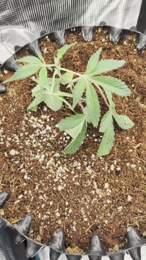 MAC1 F1 HYBRID clones part 2