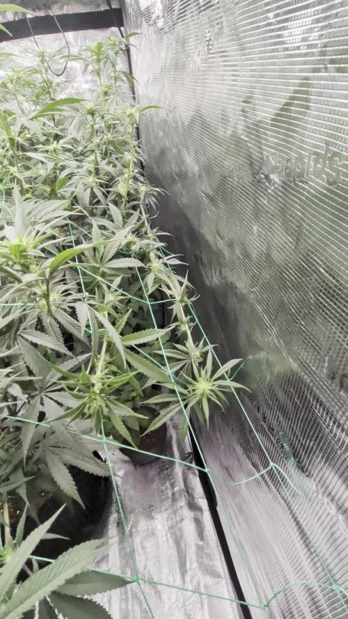 Mac1 F1 Hybrid