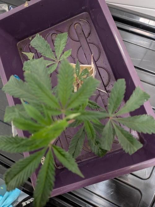 MAC1 F1 HYBRID clones part 3. Week 1