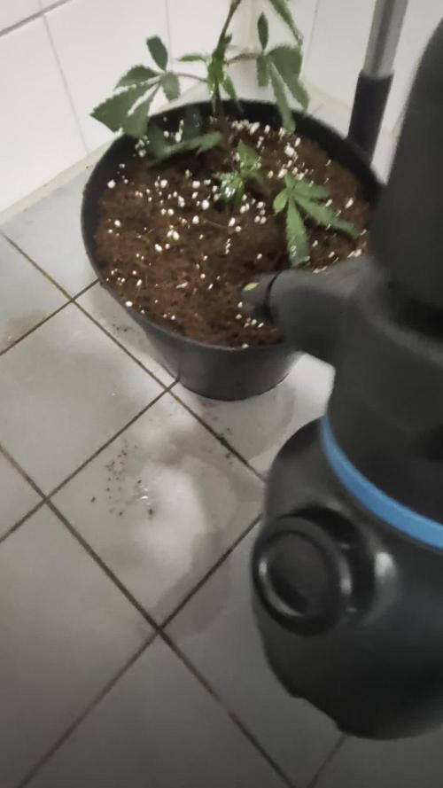 MAC1 F1 HYBRID clones part 3