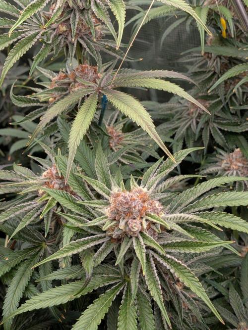 Gorilla Glue #4 x White Widow. Week 7