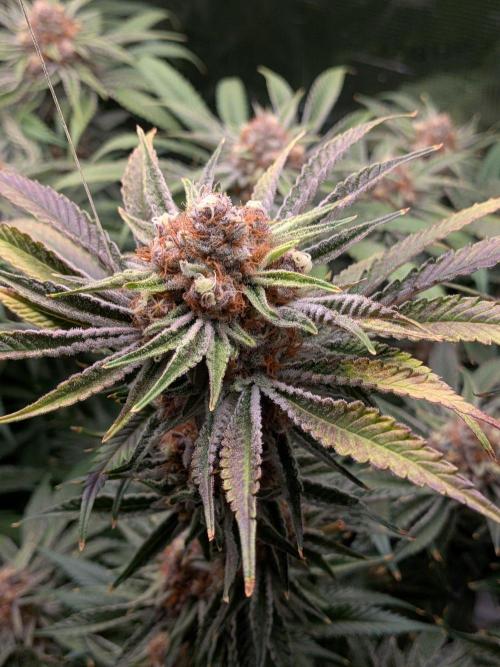 Gorilla Glue #4 x White Widow. Week 7