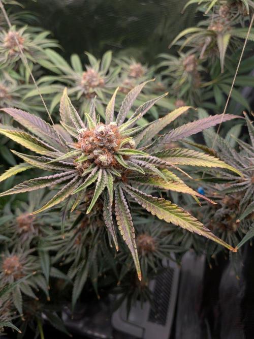 Gorilla Glue #4 x White Widow. Week 7