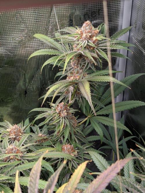 Gorilla Glue #4 x White Widow. Week 7