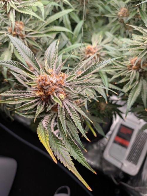 Gorilla Glue #4 x White Widow. Week 7