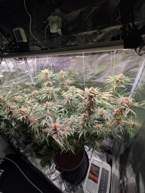 Gorilla Glue #4 x White Widow. Week 7