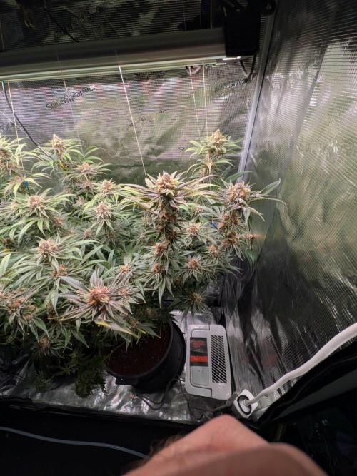 Gorilla Glue #4 x White Widow. Week 7