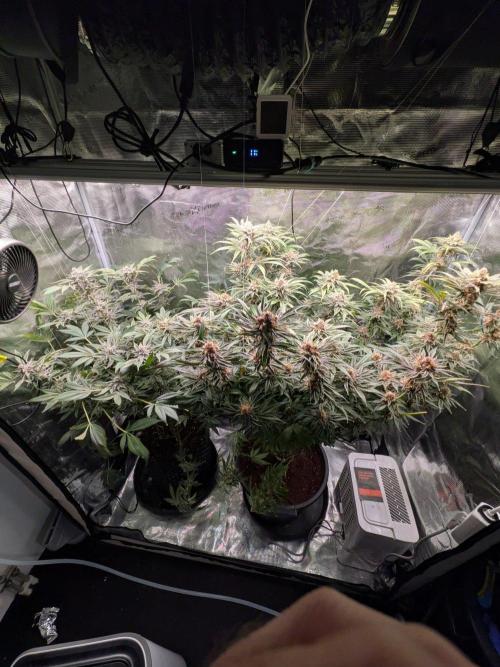 Gorilla Glue #4 x White Widow. Week 7