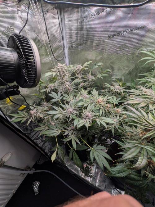 Gorilla Glue #4 x White Widow. Week 7