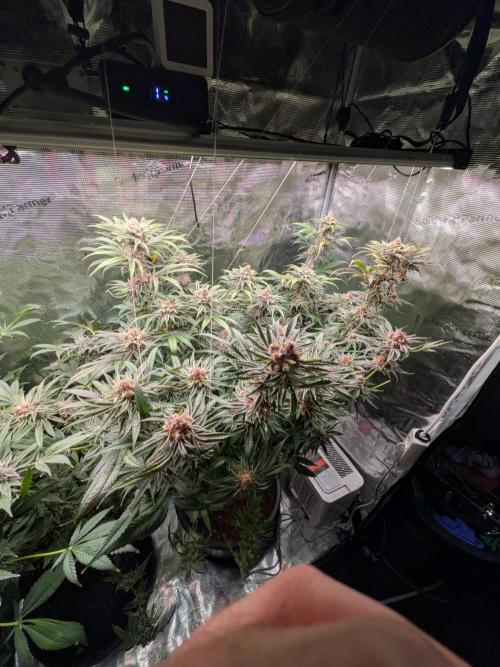 Grow Tent 5x5x6.5. Week 7