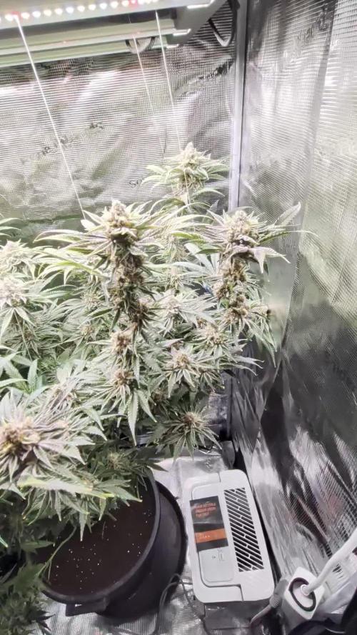 Gorilla Glue #4 x White Widow