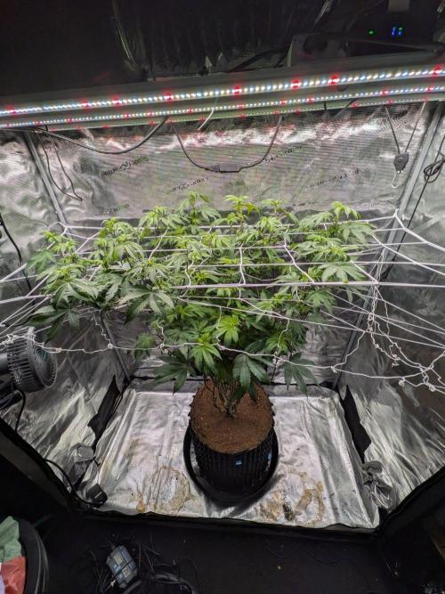 Mac1 F1 Hybrid. Week 18