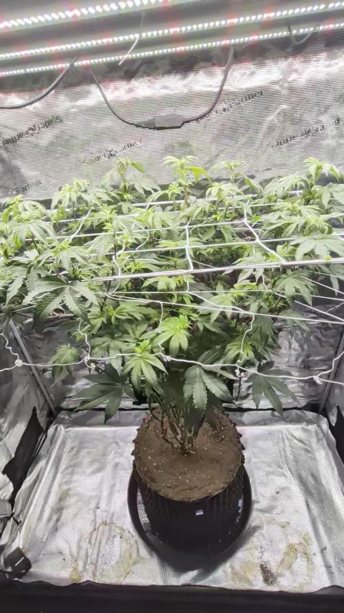 Mac1 F1 Hybrid