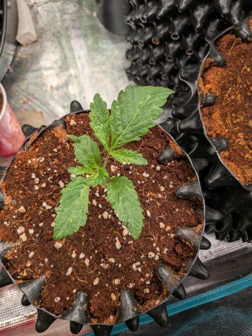 Frozen Banana F1. Week 3