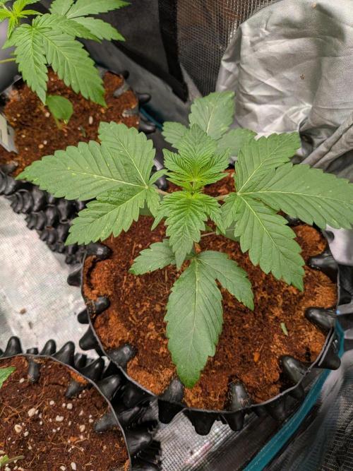 Frozen Banana F1. Week 3