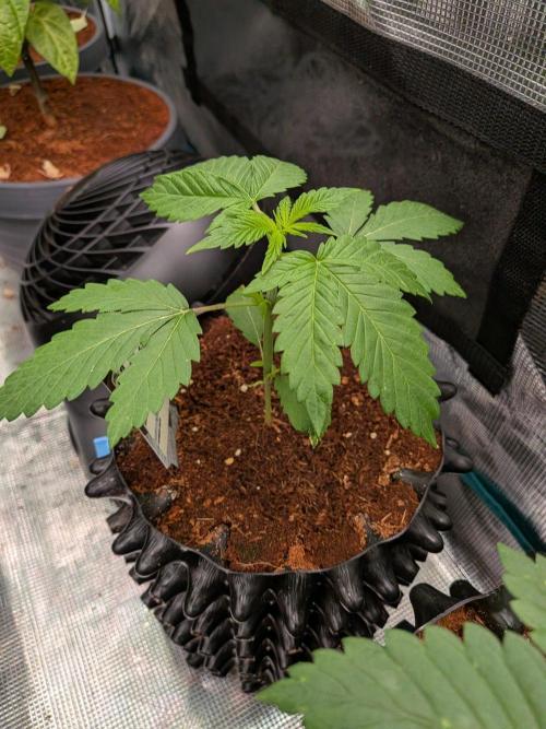 Frozen Banana F1. Week 3