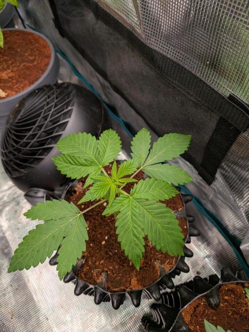 Frozen Banana F1. Week 3
