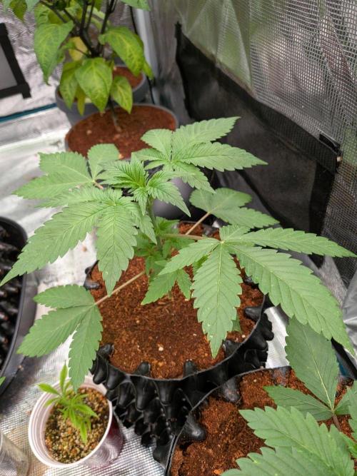 Banana Runtz F1 hybride. Week 3