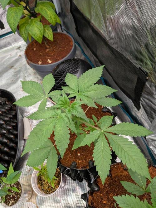 Banana Runtz F1 hybride. Week 3