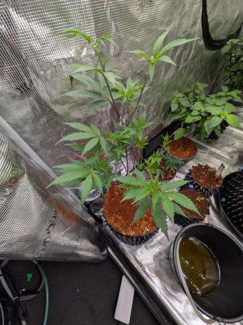 Mac1 F1 Hybrid clones. Week 5