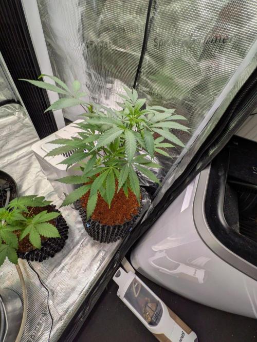 Mac1 F1 Hybrid clones. Week 5