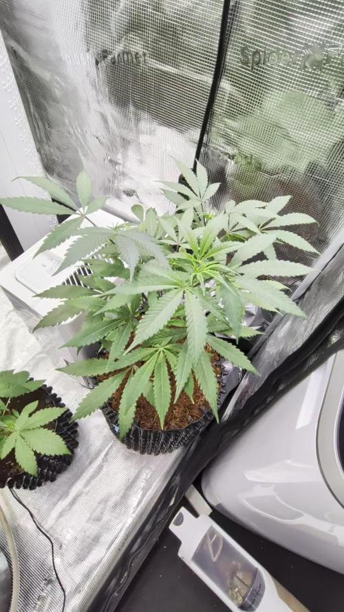 Mac1 F1 Hybrid clones