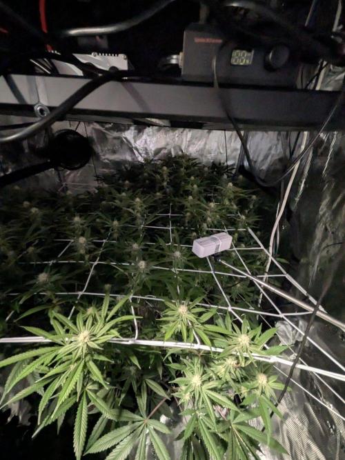 Gorilla Glue #4 x white widow. Week 18