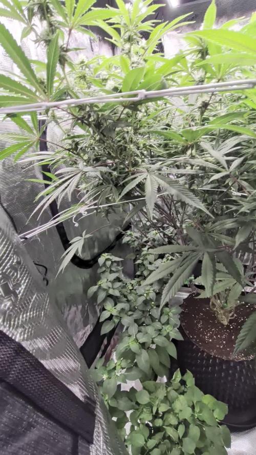 Gorilla Glue #4 x white widow