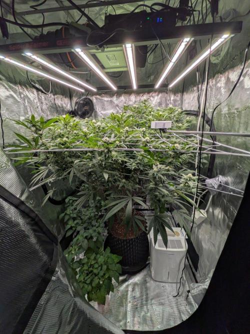 Gorilla Glue #4 x white widow. Week 18