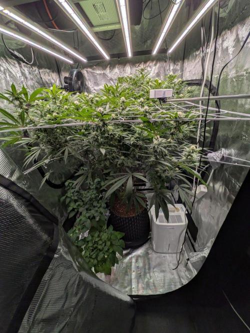Gorilla Glue #4 x white widow. Week 18