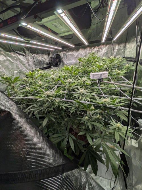 Gorilla Glue #4 x white widow. Week 18
