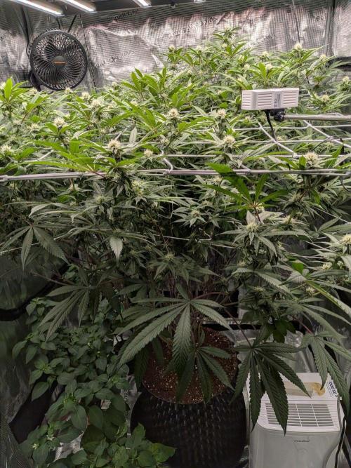 Gorilla Glue #4 x white widow. Week 18