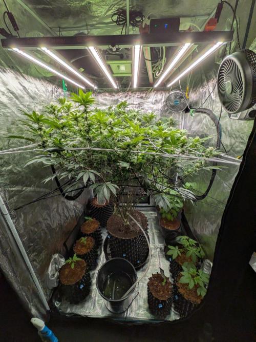 MAC1 starting from week 13 veg. Week 18