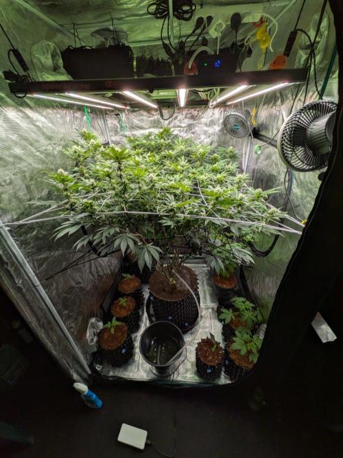 MAC1 starting from week 13 veg. Week 18
