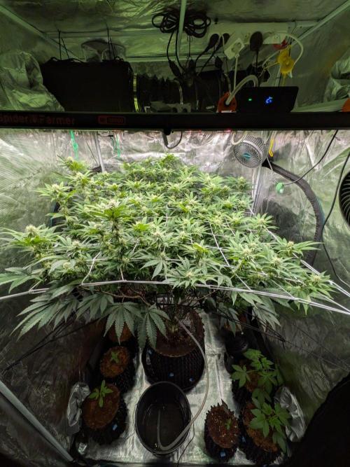 MAC1 starting from week 13 veg. Week 18