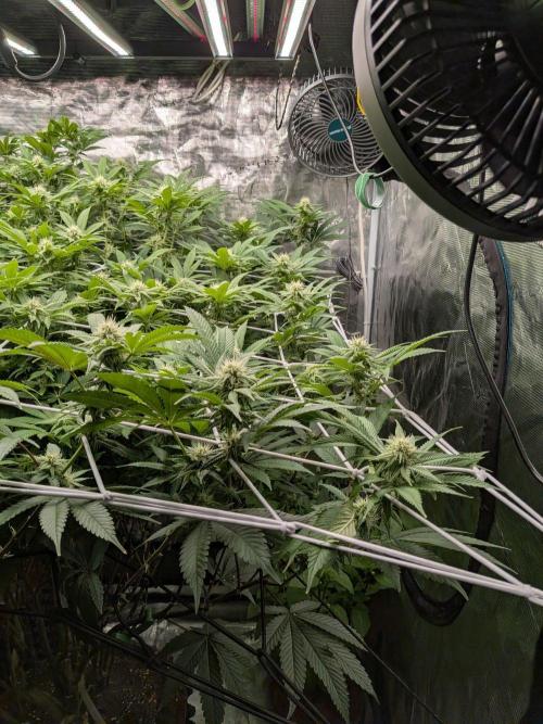 MAC1 starting from week 13 veg. Week 18