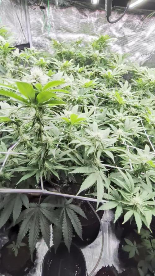 MAC1 starting from week 13 veg