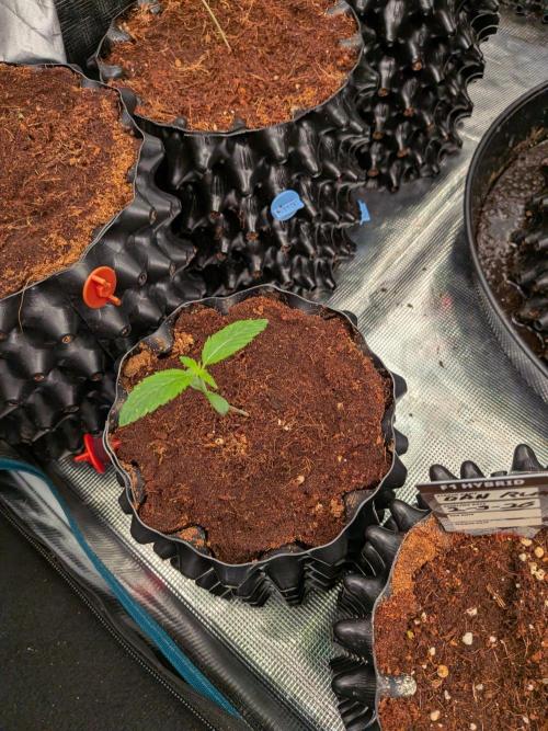 Banana Runtz F1 HYBRID Part 2. Week 1