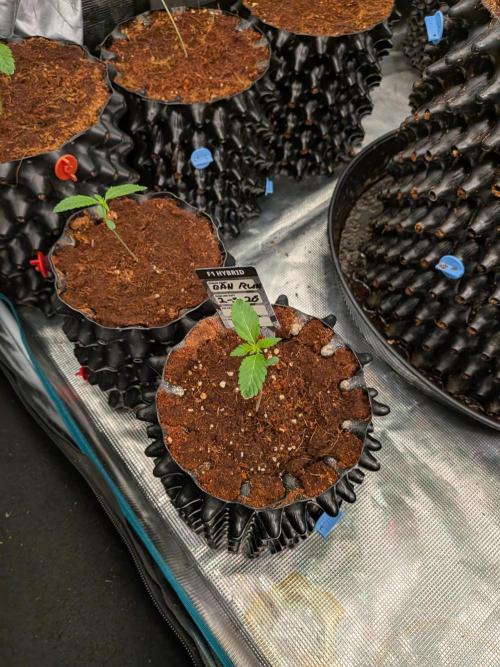Banana Runtz F1 HYBRID Part 2. Week 1
