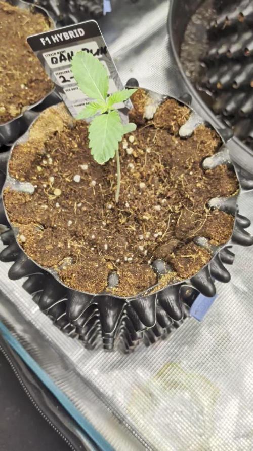 Banana Runtz F1 HYBRID Part 2