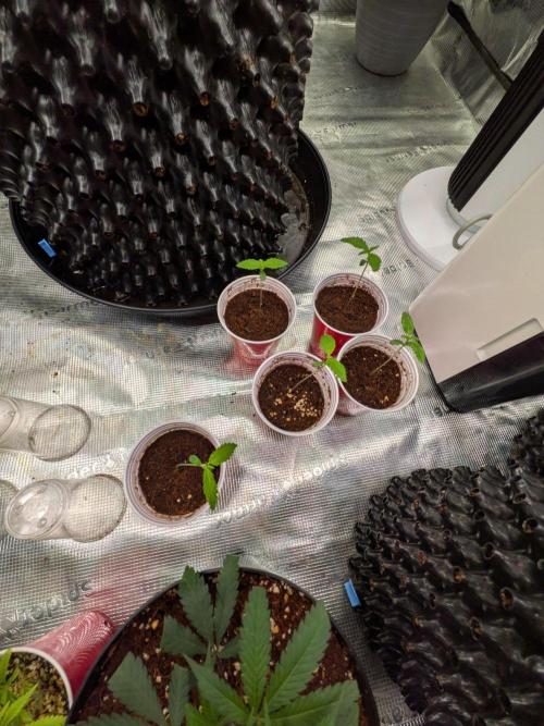 Amnesia Haze Part 2. Week 1