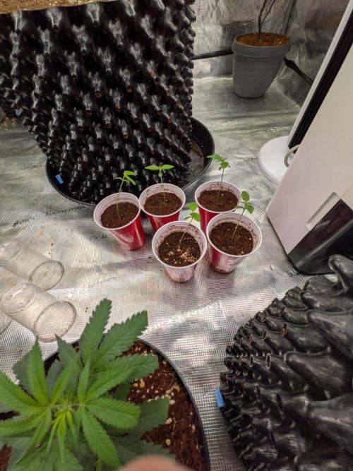 Amnesia Haze Part 2. Week 1