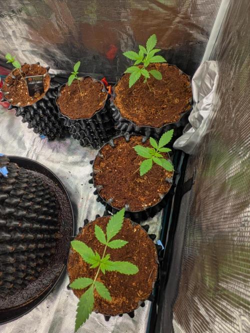 Expert Gorilla aka Gorilla Glue nr4. Week 2