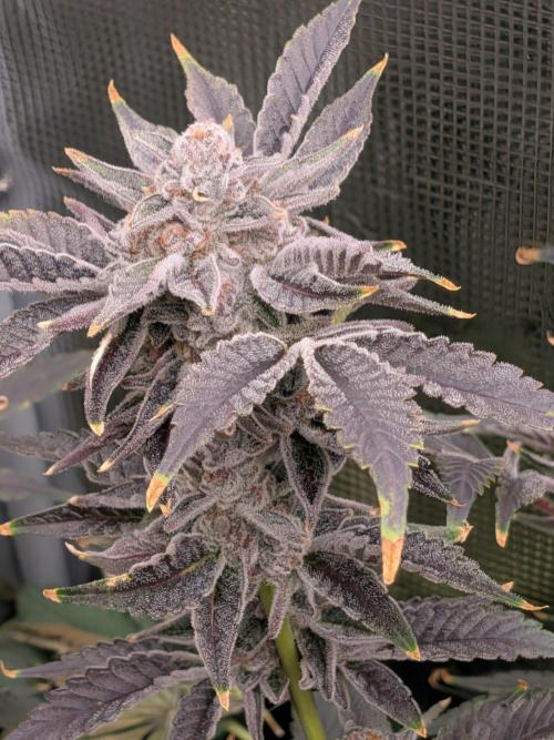 Gorilla Glue #4 x White Widow. Week 8