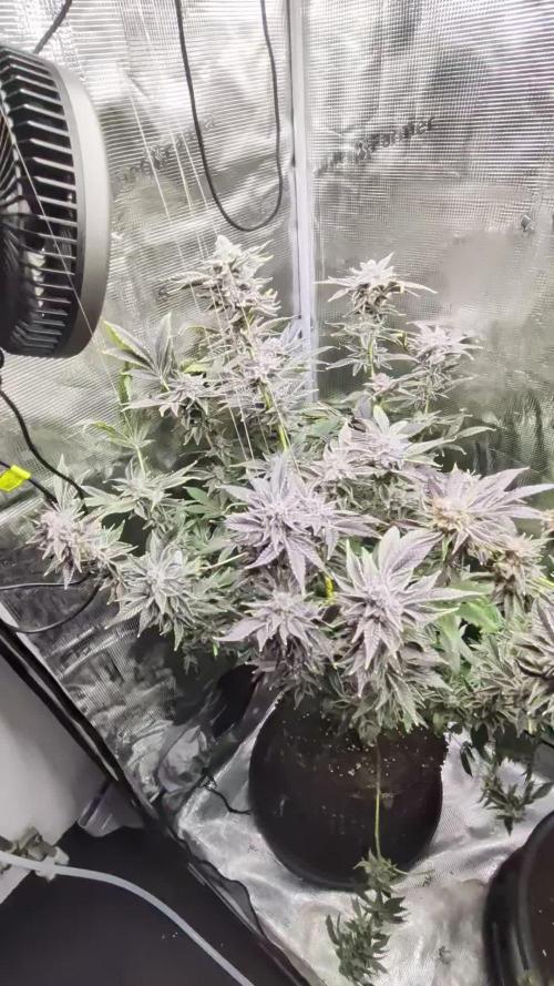 Gorilla Glue #4 x White Widow