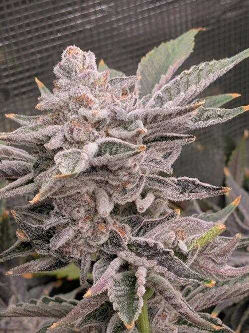 Gorilla Glue #4 x White Widow. Week 8